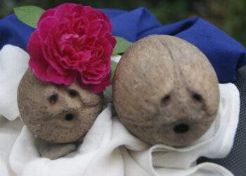 Lenda Nu’u Kakún Timor