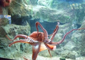 Kurita moris iha tasi laran inklui mós iha bé laran.