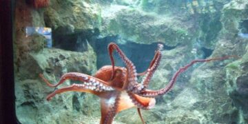 Kurita moris iha tasi laran inklui mós iha bé laran.