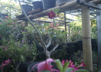 Kuda Ai – funan Hanesan Atividade Arte