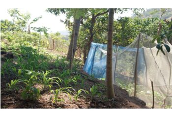 Ita Tenke Rekonese Produsaun Ai – han Rai Laran Kontinúa Menus