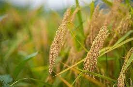 Asosiasaun Loesaid   Koleta Haree Hektares 275