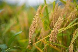 Asosiasaun Loesaid   Koleta Haree Hektares 275